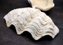 Derasa Clam Seashell Half White Tridacna Derasa (1 shell approx. 7+ inches) Big Derasa Clam Shell Halves for art projects crafts & display!