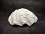 Derasa Clam Seashell Half White Tridacna Derasa (1 shell approx. 7+ inches) Big Derasa Clam Shell Halves for art projects crafts & display! Copyright 2025 SeaShellSupply.com.