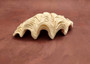 Derasa Clam Seashell Half White Tridacna Derasa (1 shell approx. 7.5+ inches) Big Derasa Clam Shell Halves for art projects crafts & display! Copyright 2025 SeaShellSupply.com.