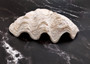 Derasa Clam Seashell Half White Tridacna Derasa (1 shell HALF approx. 8+ inches) Large Derasa Clam Shell HALF for centerpieces & display!