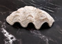 Derasa Clam Seashell Half White Tridacna Derasa (1 shell HALF approx. 8+ inches) Large Derasa Clam Shell HALF for centerpieces & display! Copyright 2025 SeaShellSupply.com.
