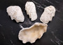 Derasa Clam Seashell Half White Tridacna Derasa (1 shell HALF approx. 8+ inches) Large Derasa Clam Shell HALF for centerpieces & display! Copyright 2025 SeaShellSupply.com.