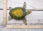 Green Sea Turtle Figurine Painted Resin (1 turtle approx. 6.5 inches long) Green Painted Resin Sea Turtle Figure for coastal home décor! Copyright 2025 SeaShellSupply.com.