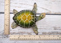 Green Sea Turtle Figurine Painted Resin (1 turtle approx. 6.5 inches long) Green Painted Resin Sea Turtle Figure for coastal home décor! Copyright 2025 SeaShellSupply.com.