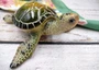 Green Sea Turtle Figurine Painted Resin (1 turtle approx. 6.5 inches long) Green Painted Resin Sea Turtle Figure for coastal home décor!
