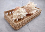 White Pink Spiny Oyster Seashell Pair Spondylus Barbatus (1 shell pair approx. 3.25+ inches) B GRADE Spiny Oyster Shell for decor & display! Copyright 2025 SeaShellSupply.com.