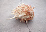 White Pink Spiny Oyster Seashell Pair Spondylus Barbatus (1 shell pair approx. 3.25+ inches) B GRADE Spiny Oyster Shell for decor & display! Copyright 2025 SeaShellSupply.com.