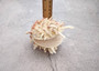 White Pink Spiny Oyster Seashell Pair Spondylus Barbatus (1 shell pair approx. 3.25+ inches) B GRADE Spiny Oyster Shell for decor & display! Copyright 2025 SeaShellSupply.com.