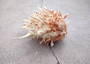 White Pink Spiny Oyster Seashell Pair Spondylus Barbatus (1 shell pair approx. 3.25+ inches) B GRADE Spiny Oyster Shell for decor & display! Copyright 2025 SeaShellSupply.com.