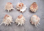 White Pink Spiny Oyster Seashell Pair Spondylus Barbatus (1 shell pair approx. 3.25+ inches) B GRADE Spiny Oyster Shell for decor & display! Copyright 2025 SeaShellSupply.com.