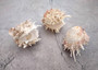 White Pink Spiny Oyster Seashell Pair Spondylus Barbatus (1 shell pair approx. 3.25+ inches) B GRADE Spiny Oyster Shell for decor & display! Copyright 2025 SeaShellSupply.com.