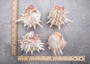 White Pink Spiny Oyster Seashell Pair Spondylus Barbatus (1 shell pair approx. 3.25+ inches) B GRADE Spiny Oyster Shell for decor & display! Copyright 2025 SeaShellSupply.com.