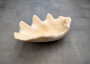 Derasa Clam Seashell Half White Tridacna Derasa (1 shell HALF approx. 6+ inches) Medium Derasa Clam Shell HALF for art crafts & display!