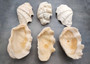 Derasa Clam Seashell Half White Tridacna Derasa (1 shell HALF approx. 6+ inches) Medium Derasa Clam Shell HALF for art crafts & display!