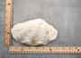 Derasa Clam Seashell Half White Tridacna Derasa (1 shell HALF approx. 6+ inches) Medium Derasa Clam Shell HALF for art crafts & display!
