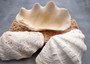 Derasa Clam Seashell Half White Tridacna Derasa (1 shell HALF approx. 6+ inches) Medium Derasa Clam Shell HALF for art crafts & display!