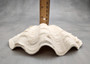 Derasa Clam Seashell Half White Tridacna Derasa (1 shell HALF approx. 6+ inches) Medium Derasa Clam Shell HALF for art crafts & display!