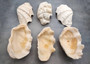 Derasa Clam Seashell Half White Tridacna Derasa (1 shell HALF approx. 6+ inches) Medium Derasa Clam Shell HALF for art crafts & display! Copyright 2025 SeaShellSupply.com.