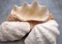 Derasa Clam Seashell Half White Tridacna Derasa (1 shell HALF approx. 6+ inches) Medium Derasa Clam Shell HALF for art crafts & display! Copyright 2025 SeaShellSupply.com.