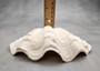 Derasa Clam Seashell Half White Tridacna Derasa (1 shell HALF approx. 6+ inches) Medium Derasa Clam Shell HALF for art crafts & display! Copyright 2025 SeaShellSupply.com.
