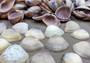Purple Cay Cay Clam Seashells (appx. 70-75 pcs.). Multiple purple and white ombre colored wide opened bottom shells in a pile. Copyright 2025 SeaShellSupply.com.