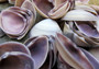 Purple Cay Cay Clam Seashells (appx. 70-75 pcs.). Multiple purple and white ombre colored wide opened bottom shells in a pile. Copyright 2025 SeaShellSupply.com.