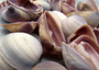 Purple Cay Cay Clam Seashells (appx. 70-75 pcs.). Multiple purple and white ombre colored wide opened bottom shells in a pile. Copyright 2025 SeaShellSupply.com.