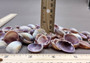 Purple Cay Cay Clam Seashells (appx. 70-75 pcs.). Multiple purple and white ombre colored wide opened bottom shells in a pile. Copyright 2025 SeaShellSupply.com.