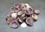Purple Cay Cay Clam Seashells (appx. 70-75 pcs.). Multiple purple and white ombre colored wide opened bottom shells in a pile. Copyright 2025 SeaShellSupply.com.