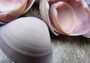 Purple Cay Cay Clam Seashells (appx. 70-75 pcs.). Multiple purple and white ombre colored wide opened bottom shells in a pile. Copyright 2025 SeaShellSupply.com.