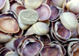 Purple Cay Cay Clam Seashells (appx. 70-75 pcs.). Multiple purple and white ombre colored wide opened bottom shells in a pile. Copyright 2025 SeaShellSupply.com.