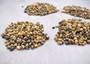 Green Yellow Mongo Seashells Smaragdia Rangiana (Approx. HALF cup 1750+ shells 0.125+ inches) Assorted Mongo Shell for crafts & jewelry!