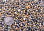 Green Yellow Mongo Seashells Smaragdia Rangiana (Approx. HALF cup 1750+ shells 0.125+ inches) Assorted Mongo Shell for crafts & jewelry! Copyright 2025 SeaShellSupply.com.