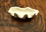 Derasa Clam Seashell Half White Tridacna Derasa (1 shell HALF approx. 5+ inches) Medium Derasa Clam Shell HALF for art crafts & display!