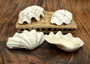 Derasa Clam Seashell Half White Tridacna Derasa (1 shell HALF approx. 5+ inches) Medium Derasa Clam Shell HALF for art crafts & display!