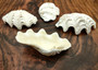 Derasa Clam Seashell Half White Tridacna Derasa (1 shell HALF approx. 5+ inches) Medium Derasa Clam Shell HALF for art crafts & display!