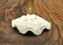 Derasa Clam Seashell Half White Tridacna Derasa (1 shell HALF approx. 5+ inches) Medium Derasa Clam Shell HALF for art crafts & display!