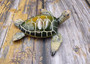 Green Sea Turtle Figurine Painted Resin (1 turtle approx. 5+ inches long) Green Painted Resin Sea Turtle Figure for coastal home decor! Copyright 2025 SeaShellSupply.com.
