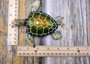 Green Sea Turtle Figurine Painted Resin (1 turtle approx. 5+ inches long) Green Painted Resin Sea Turtle Figure for coastal home decor! Copyright 2025 SeaShellSupply.com.