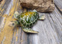 Green Sea Turtle Figurine Painted Resin (1 turtle approx. 5+ inches long) Green Painted Resin Sea Turtle Figure for coastal home decor! Copyright 2025 SeaShellSupply.com.