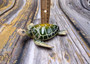 Green Sea Turtle Figurine Painted Resin (1 turtle approx. 5+ inches long) Green Painted Resin Sea Turtle Figure for coastal home decor! Copyright 2025 SeaShellSupply.com.