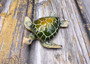 Green Sea Turtle Figurine Painted Resin (1 turtle approx. 5+ inches long) Green Painted Resin Sea Turtle Figure for coastal home decor! Copyright 2025 SeaShellSupply.com.