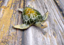 Green Sea Turtle Figurine Painted Resin (1 turtle approx. 5+ inches long) Green Painted Resin Sea Turtle Figure for coastal home decor!