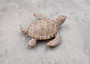 Brown Sea Turtle Figurine Weathered Resin (1 turtle approx. 3.75+ inches) Brown White Sea Turtle Statue for beach home decor & display!