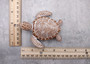 Brown Sea Turtle Figurine Weathered Resin (1 turtle approx. 3.75+ inches) Brown White Sea Turtle Statue for beach home decor & display!