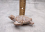 Brown Sea Turtle Figurine Weathered Resin (1 turtle approx. 3.75+ inches) Brown White Sea Turtle Statue for beach home decor & display!