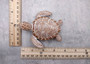 Brown Sea Turtle Figurine Weathered Resin (1 turtle approx. 3.75+ inches) Brown White Sea Turtle Statue for beach home decor & display! Copyright 2025 SeaShellSupply.com.
