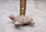 Brown Sea Turtle Figurine Weathered Resin (1 turtle approx. 3.75+ inches) Brown White Sea Turtle Statue for beach home decor & display! Copyright 2025 SeaShellSupply.com.