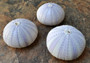 Purple Sea Urchins- Strongylocentrotus Purpuratus (3 urchins approx. 2 inches). Three purple ribbed round sea urchins. Copyright 2022 SeaShellSupply.com.

