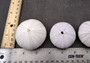 Purple Sea Urchins- Strongylocentrotus Purpuratus (3 urchins approx. 2 inches). Purple ribbed round sea urchins. Copyright 2024 SeaShellSupply.com.